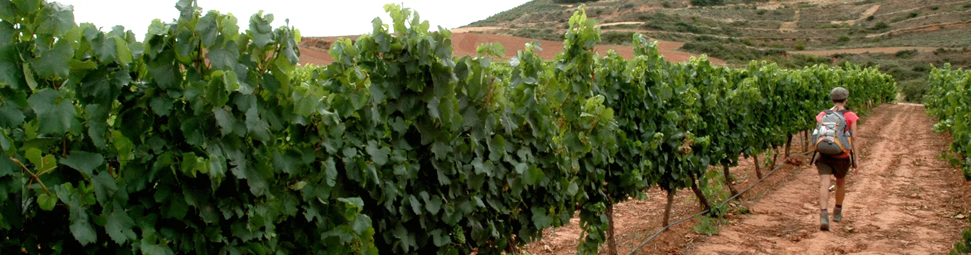 Vista destacada de RUTA DEL VINO EN BAJA CALIFORNIA  DESDE GUADALAJARA