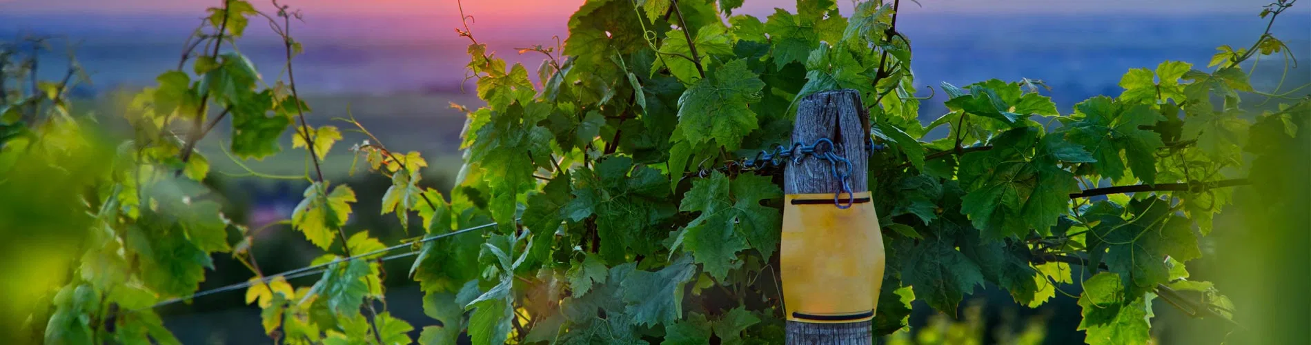 Vista destacada de CHILE, VINOS E ISLA DE PASCUA DESDE GUADALAJARA