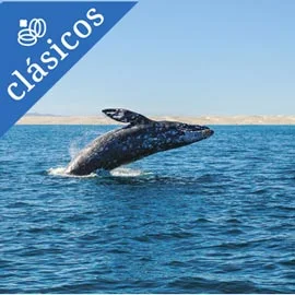 Destino relacionado con VIÑEDOS, MISIONES Y AVISTAMIENTO DE LOBOS MARINOS EN BAJA CALIFORNIA