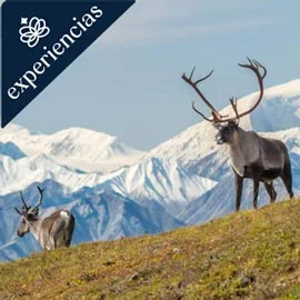 Destino relacionado con GRANDES PARQUES DE ALASKA 2026