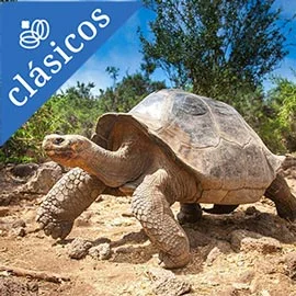 Destino relacionado con TRIÁNGULO DE ORO CON GALÁPAGOS