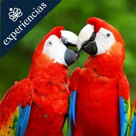 Destino relacionado con GUACAMAYAS, MONTES AZULES Y ARQUEOLOGÍA
