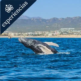 Destino relacionado con LA PAZ Y AVISTAMIENTO DE BALLENA 2027- BLOQUEOS