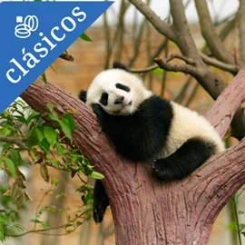 Destino relacionado con CHINA Y CHENGDÚ: TIERRA DEL OSO PANDA