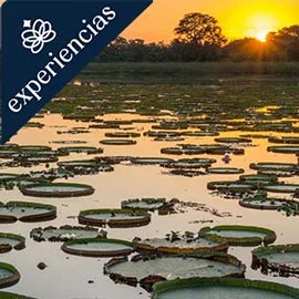 Destino relacionado con RIO DE JANEIRO, PANTANAL Y RECIFE