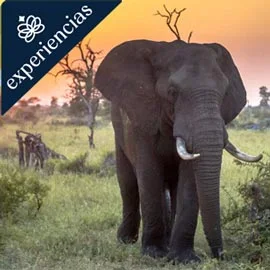 Destino relacionado con MARAVILLAS DE SUDÁFRICA 2026