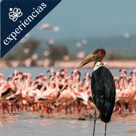 JOYAS DE KENIA 2026