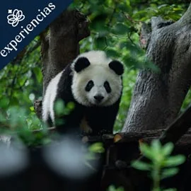 Destino relacionado con CHINA FUTURISTA Y OSOS PANDA
