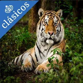 Destino relacionado con TIGRES Y PALACIOS
